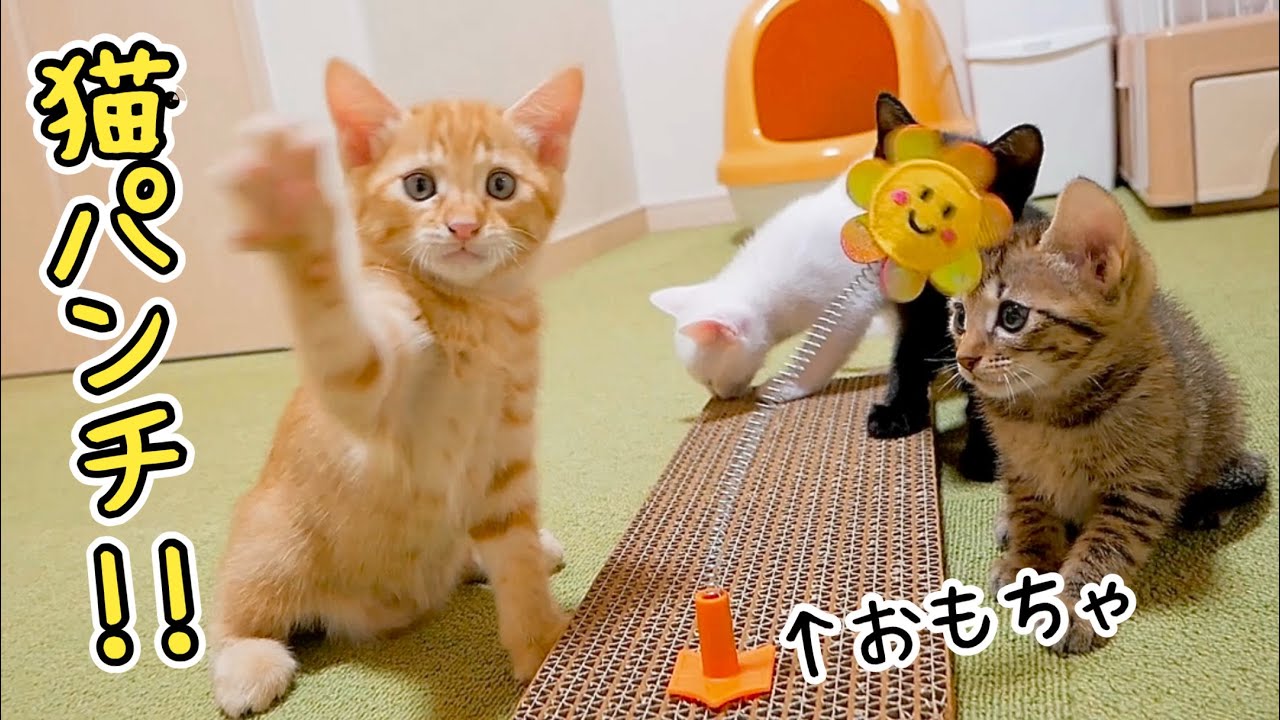 【悲報】子猫さん、おもちゃに遊ばれてしまう