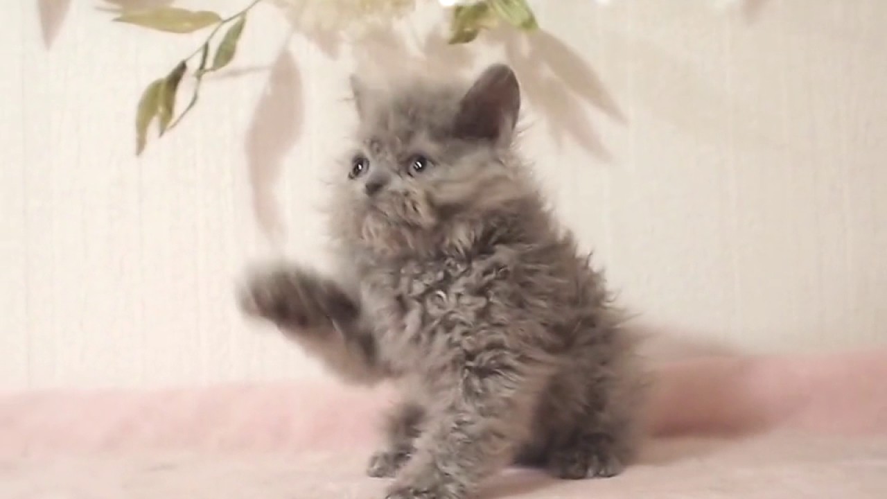 セルカークレックスロングヘアの男の子 Selkirk Rex LH Blue Boy (Homozygous