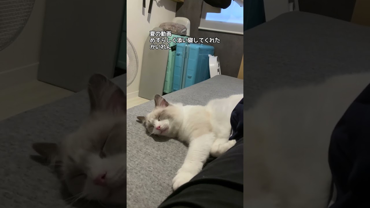 ラグドールと添い寝する幸せ