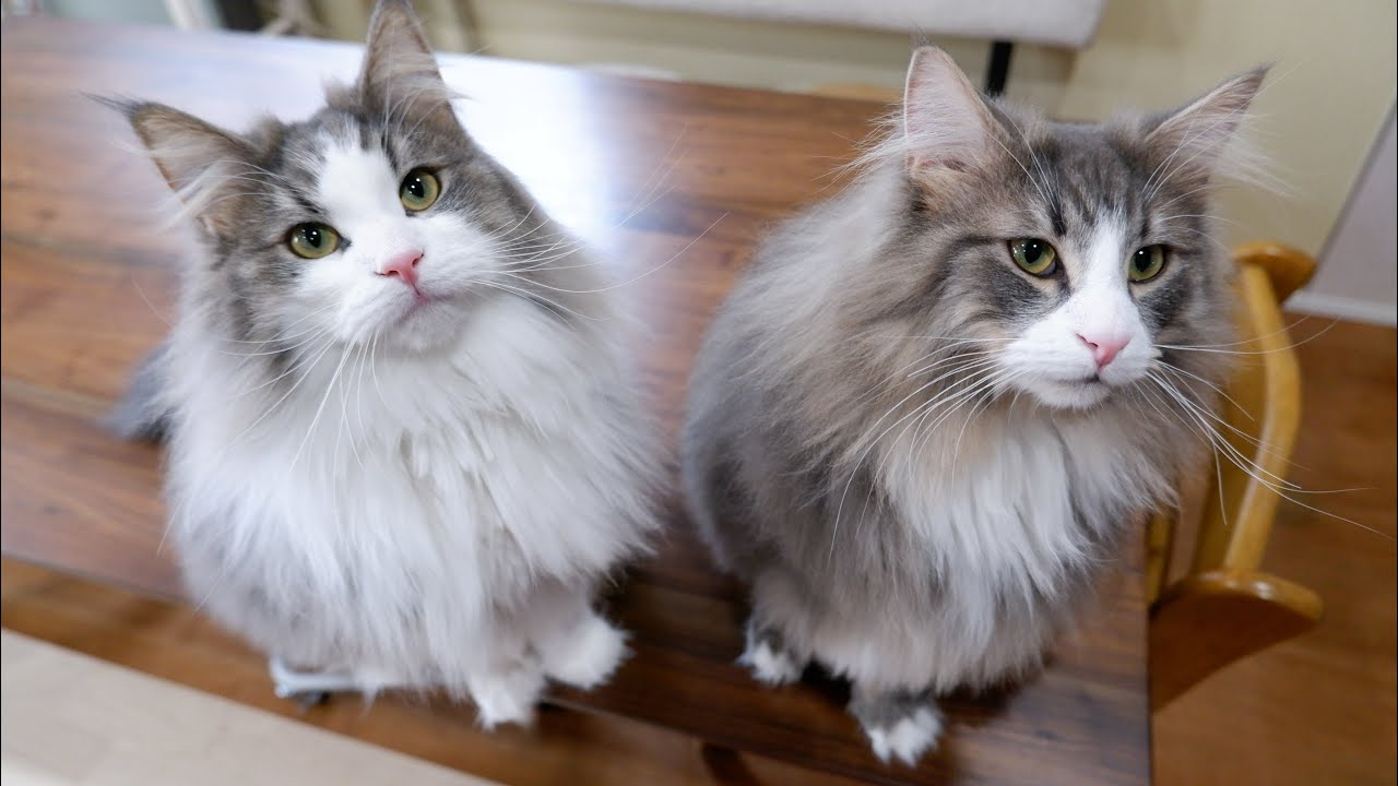 【仲良し兄弟】今日も仲良く遊びましょう❤︎ノルウェージャンフォレストキャット