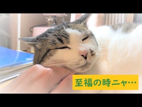【犬猫の癒し動画】可愛い日本猫＆キャバリア…飼い主のリラックスタイムに欠かせないもの【第9話】