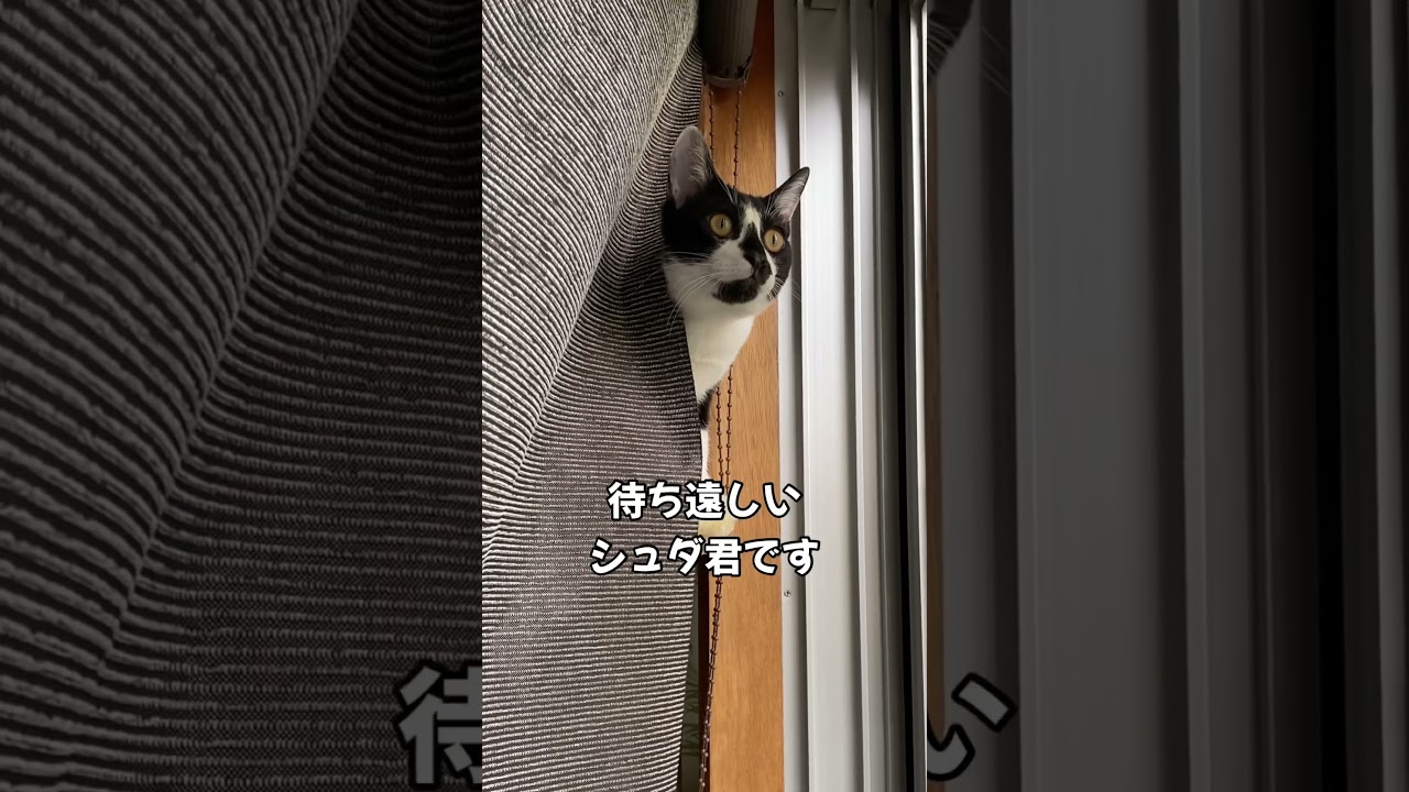 待つわ #子猫のいる生活 #保護猫 #rescuedcat  #猫写真 #cat #子猫成長記録 #猫のいる暮らし #猫好き #ねこのいる暮らし #ハチワレ #猫のいる生活