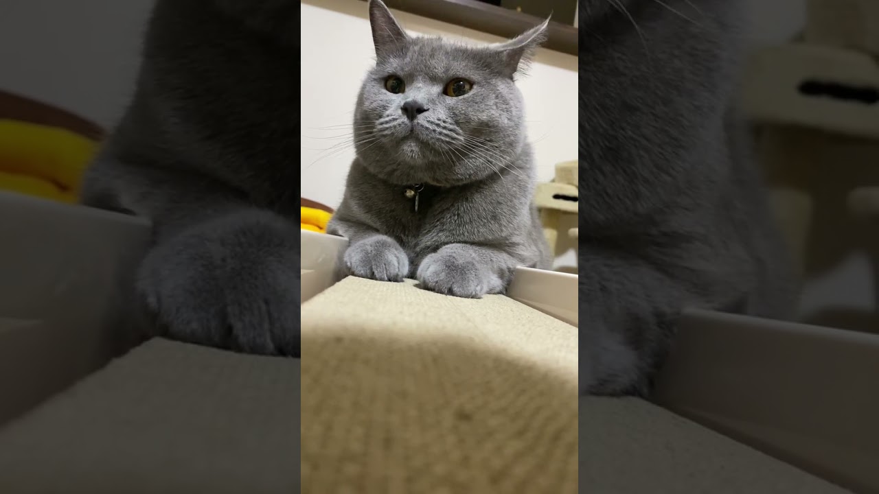 これは僕の爪とぎだよ！#猫#ブリティッシュショートヘア