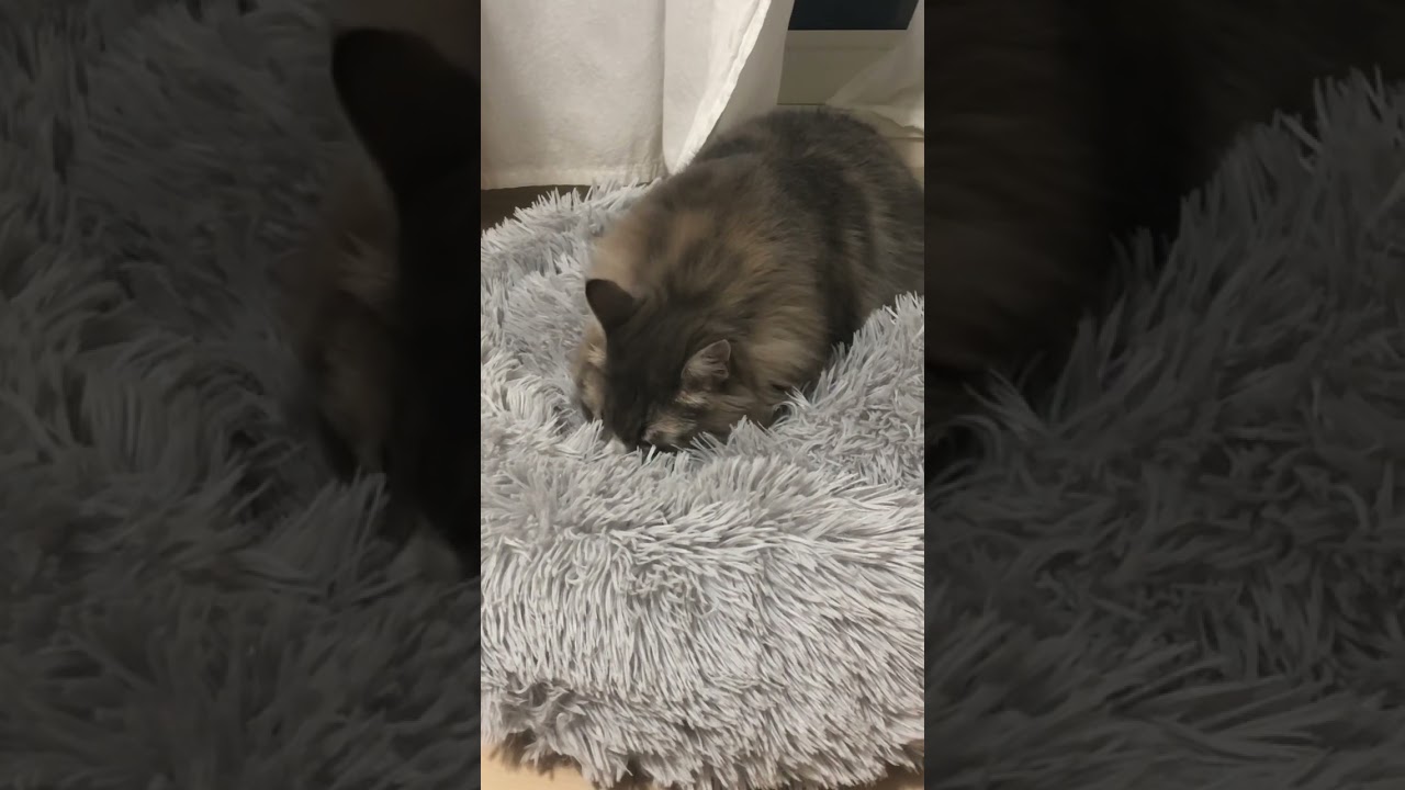 最後のオテテが可愛い！ #shorts #猫動画 #ノルウェージャンフォレストキャット #cat #まな猫