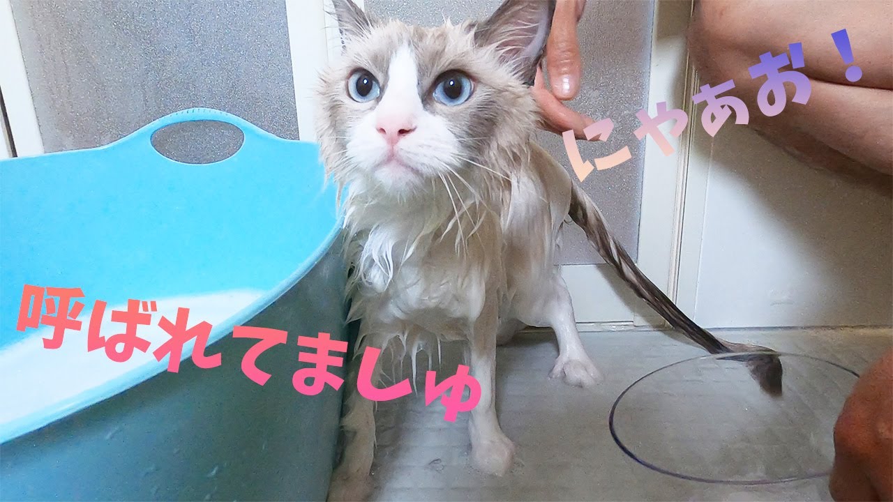 ラグドール初めてのシャンプー【前編】シャワーにうっとり、濡れた姿がかわいい♡お風呂場に入りたくて鳴きまくるメインクーン！
