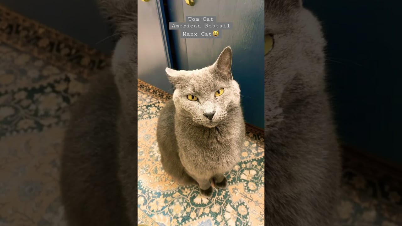 Tom Cat American Bobtail Manx Cat (no tail) #cat #catshorts #catsofyoutube #short, #animal #graycat
