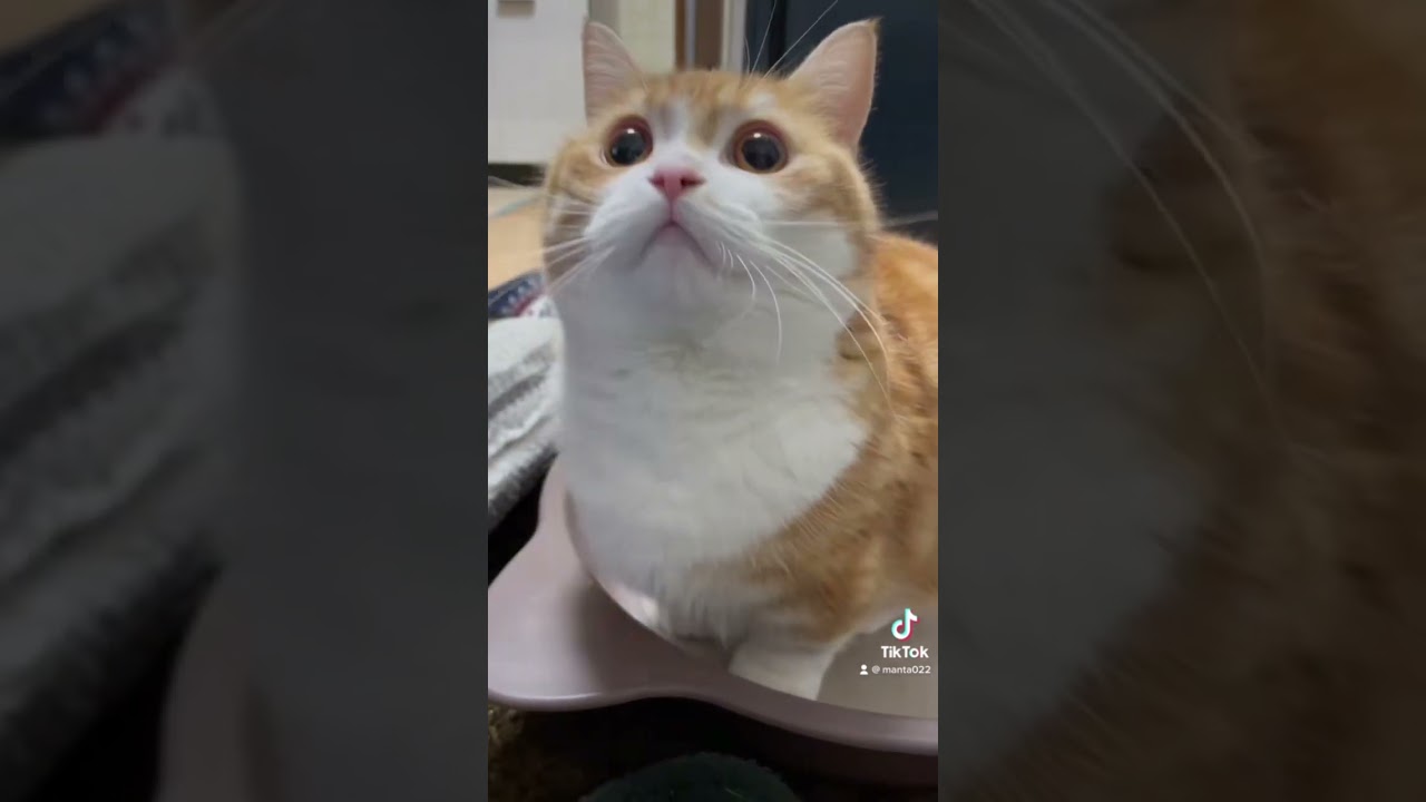 何かに夢中のマンチカン