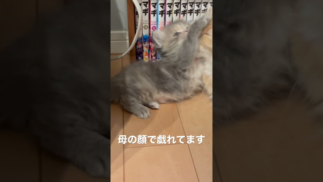 母の愛を受けて育つ生後1カ月のラガマフィン　#ラガマフィン #猫のいる暮らし #子猫動画