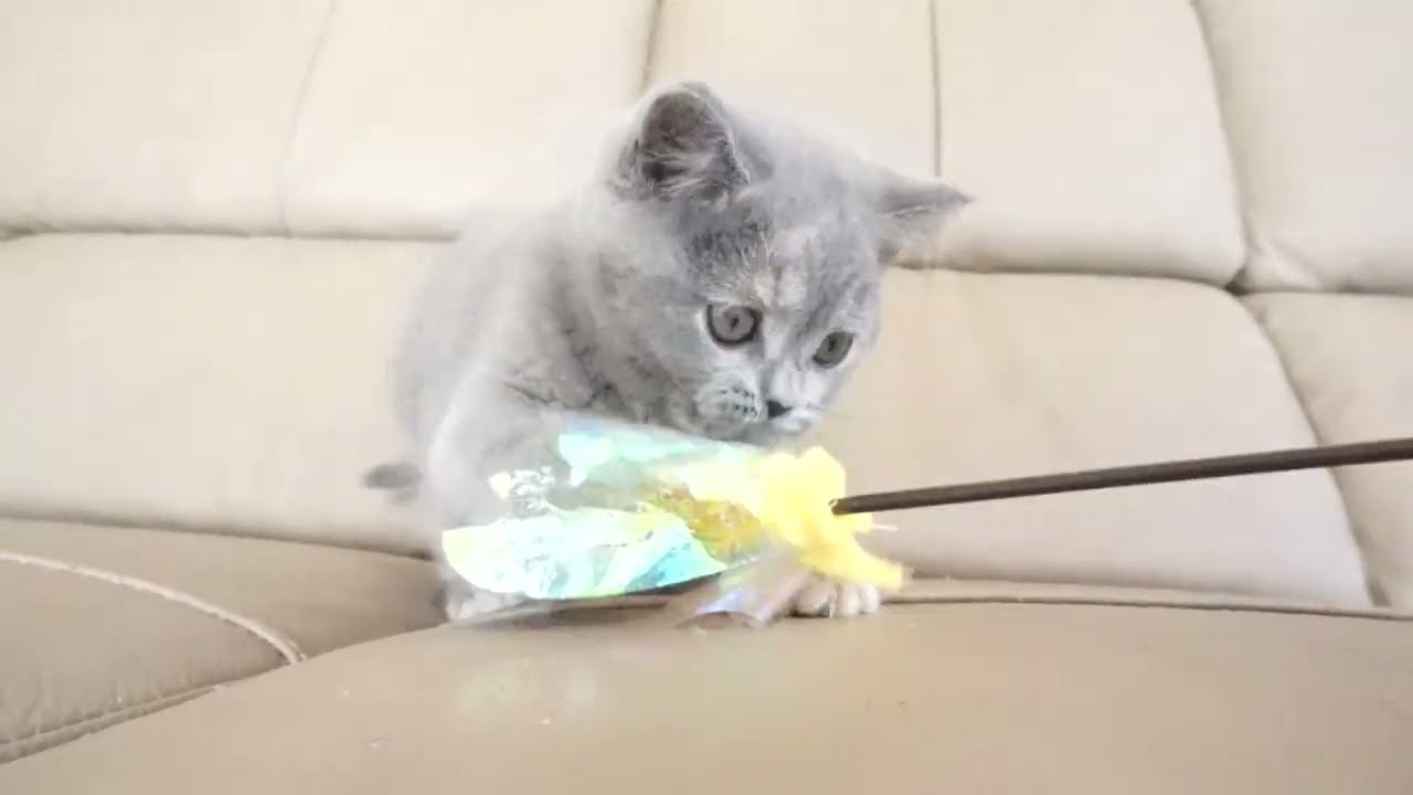 ブリティッシュショートヘアー子猫　British Shorthair　2022.12.20産まれ　ブルークリーム　女の子　シーダキャット猫のお店