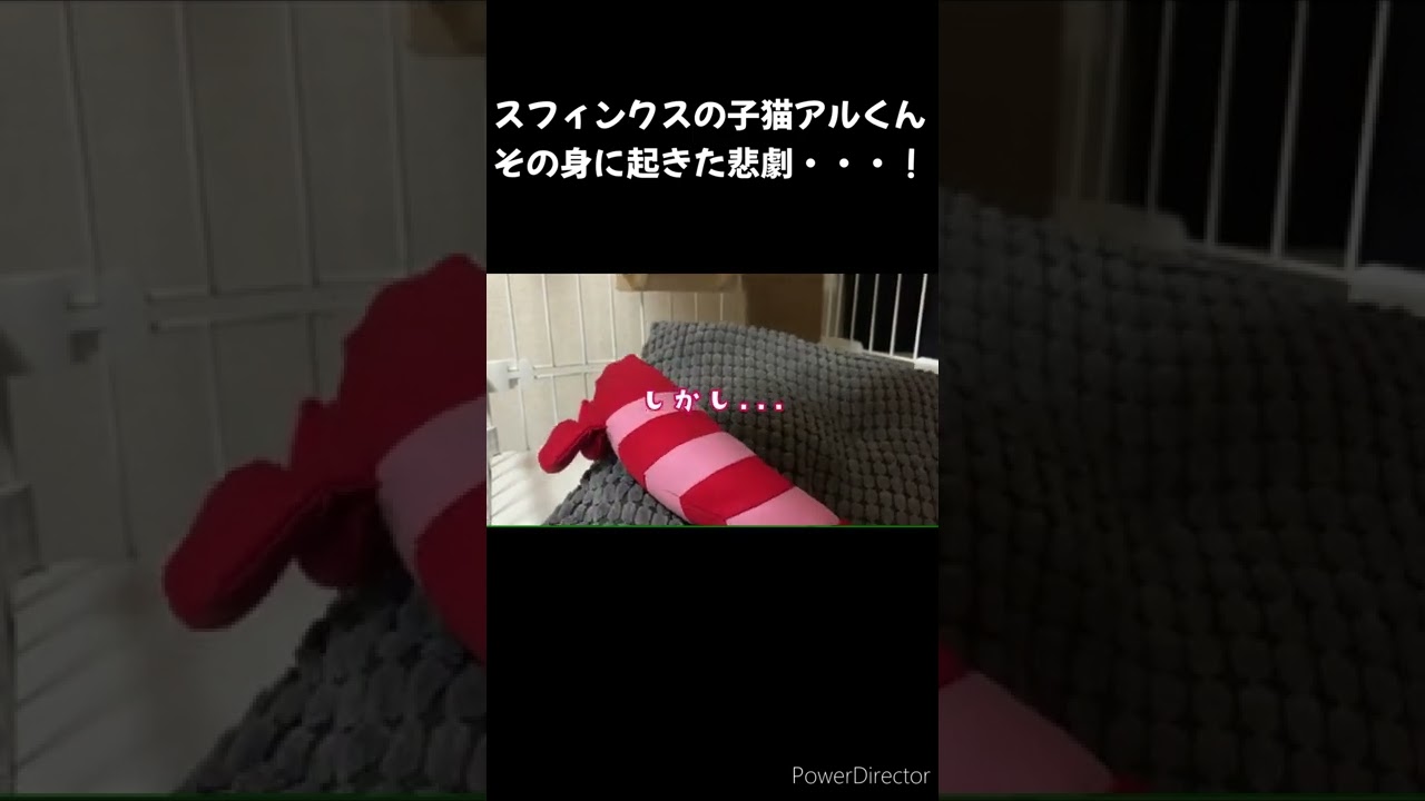スフィンクス子猫アルくんの悲劇＃shorts