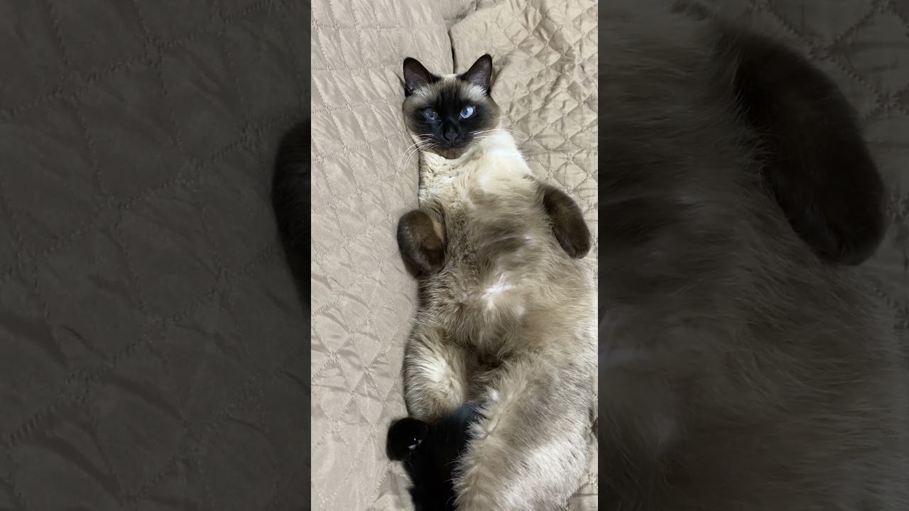 【2023.03.03】今日のシャム猫のふくさん（音無し）【たぬき猫】 #Shorts