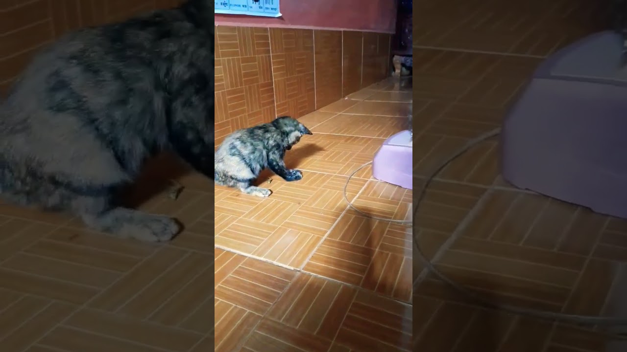 Short tail kitten catch tiny grasshopper #shorts