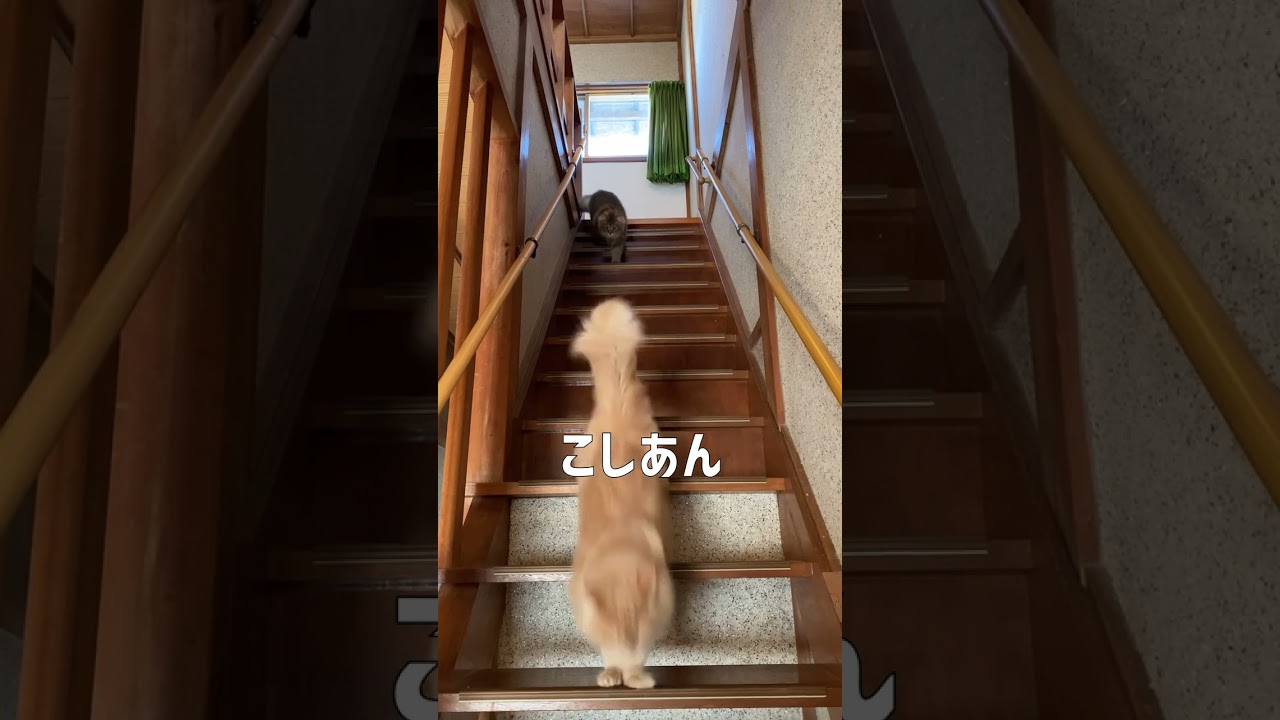 階段から親猫・子猫。母ちゃんに続け！【サイベリアン】 #shorts