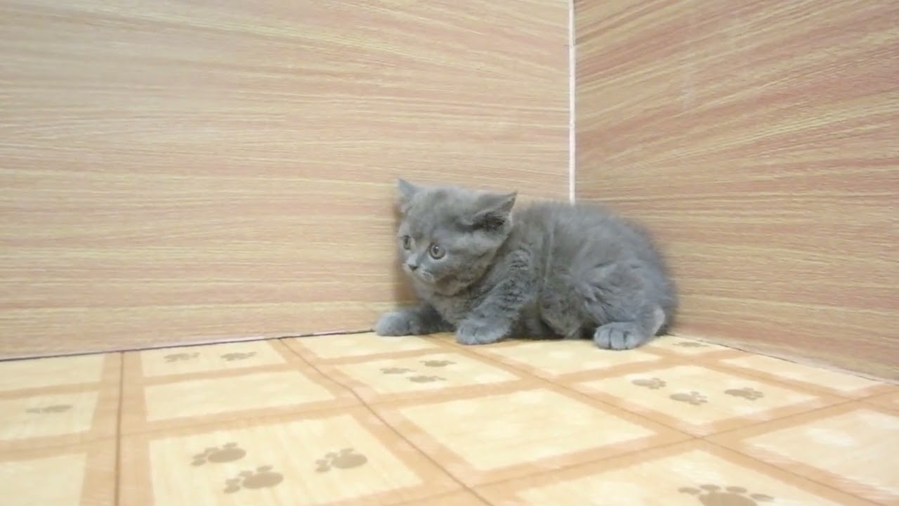 Coo&RIKU　No00621904 ブリティッシュショートヘアー