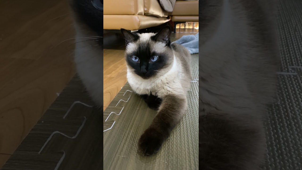 【2023.03.07】今日のシャム猫のふくさん（音無し）【たぬき猫】 #Shorts