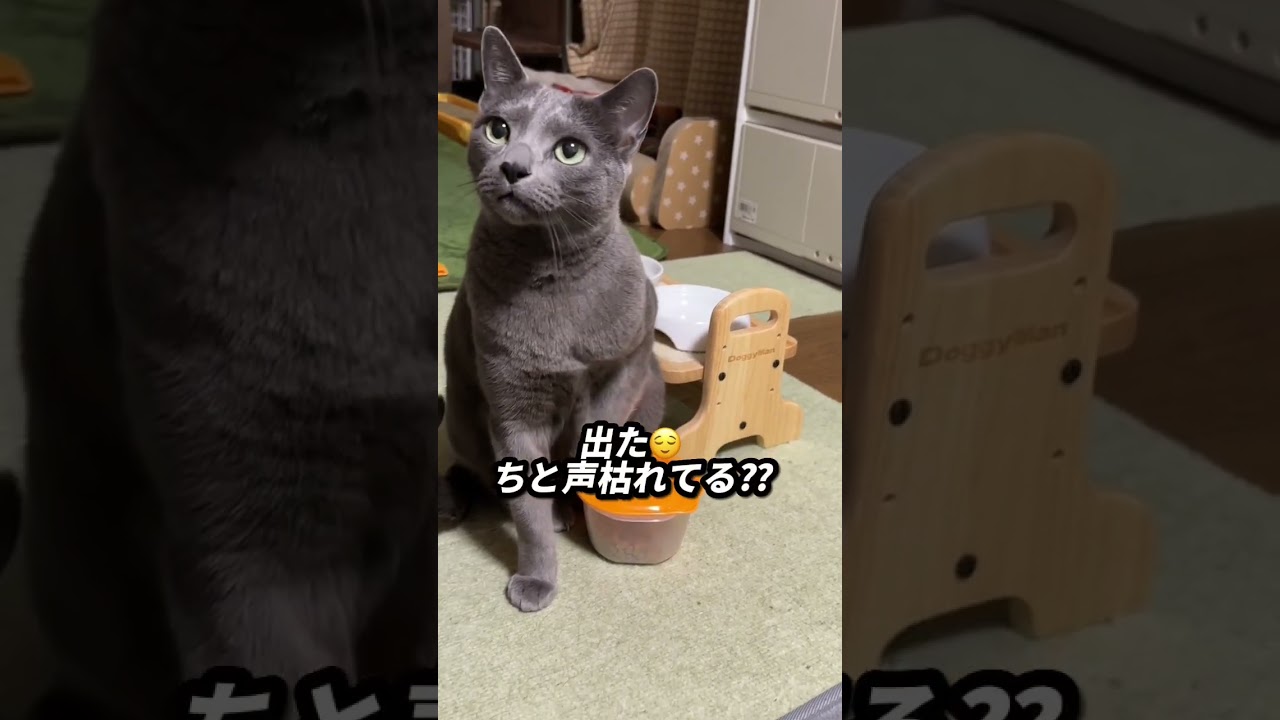 【ロシアンブルー】今朝のめろん...おねだり声少しだけ🫢【猫】#shorts