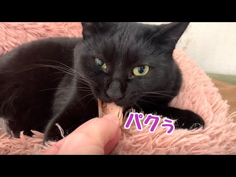 嫁に猫部屋に閉じ込められたので開くのを猫と待つ夫