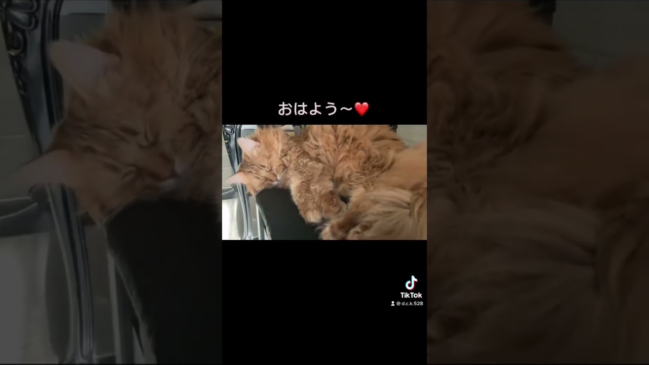眩しい寝💜【ソマリ】#shorts #ねこ #猫