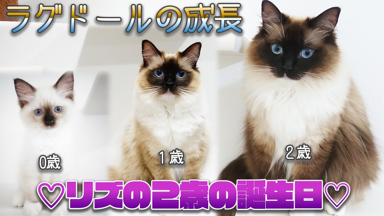 【ラグドール猫のリズ】2歳の誕生日！【子猫からの成長記録】
