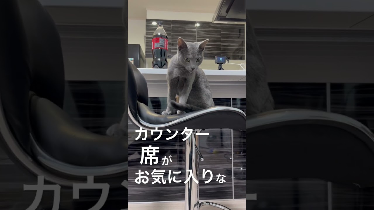 カウンター席がお気に入りな大人に女性 #ロシアンブルー #猫 #cat #russianblue #シアン