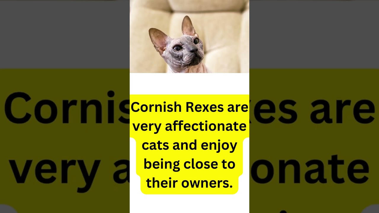 Interesting Facts About Cornish Rex Cat!!!!
