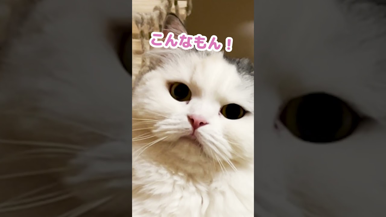 迷惑な事に怒っている猫 #Shorts