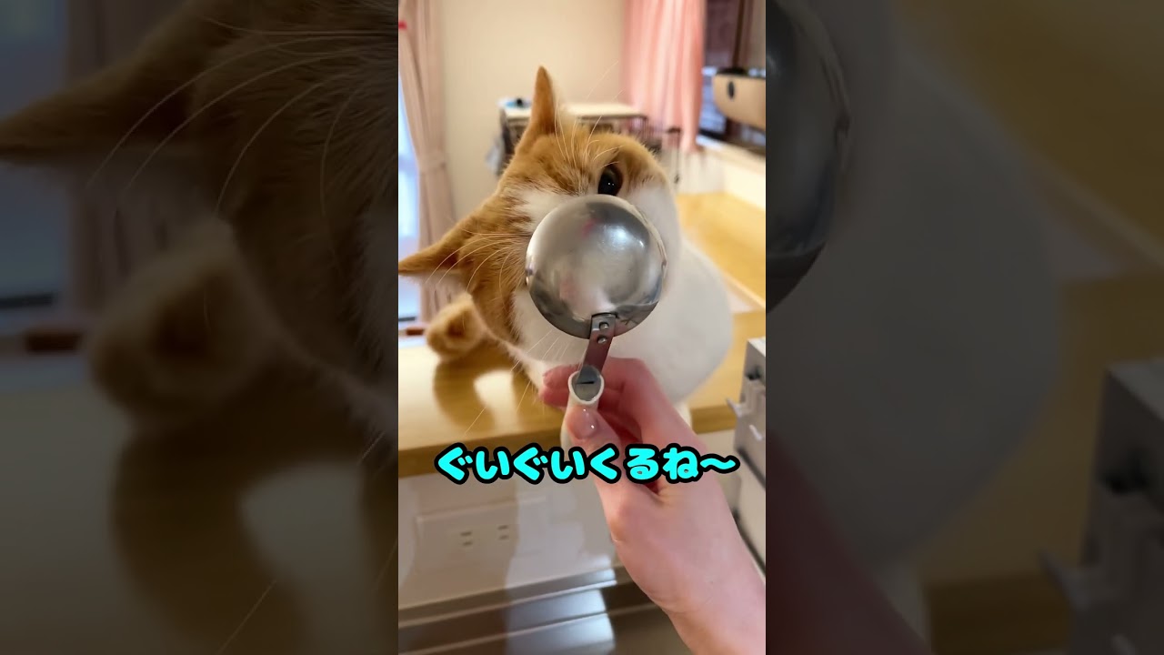 ねことお玉【短足マンチカン】#643