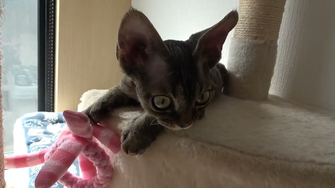 日向ぼっこしているデボン子猫です(Devon Rex kitten basking in the sun)