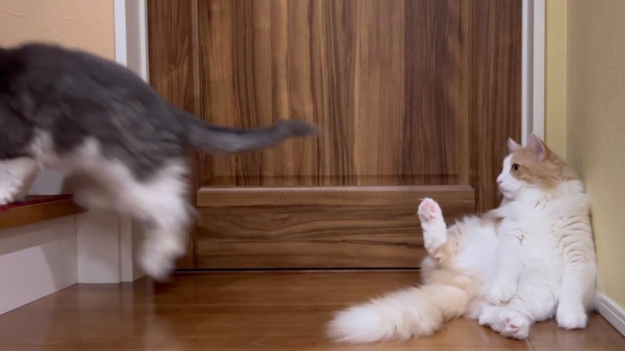 【レア】ノルウェージャンフォレストキャットのシャールとルク💕仲良し動画