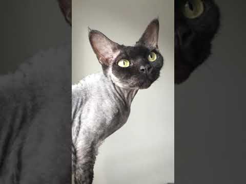 Окрасы кошек породы девон-рекс