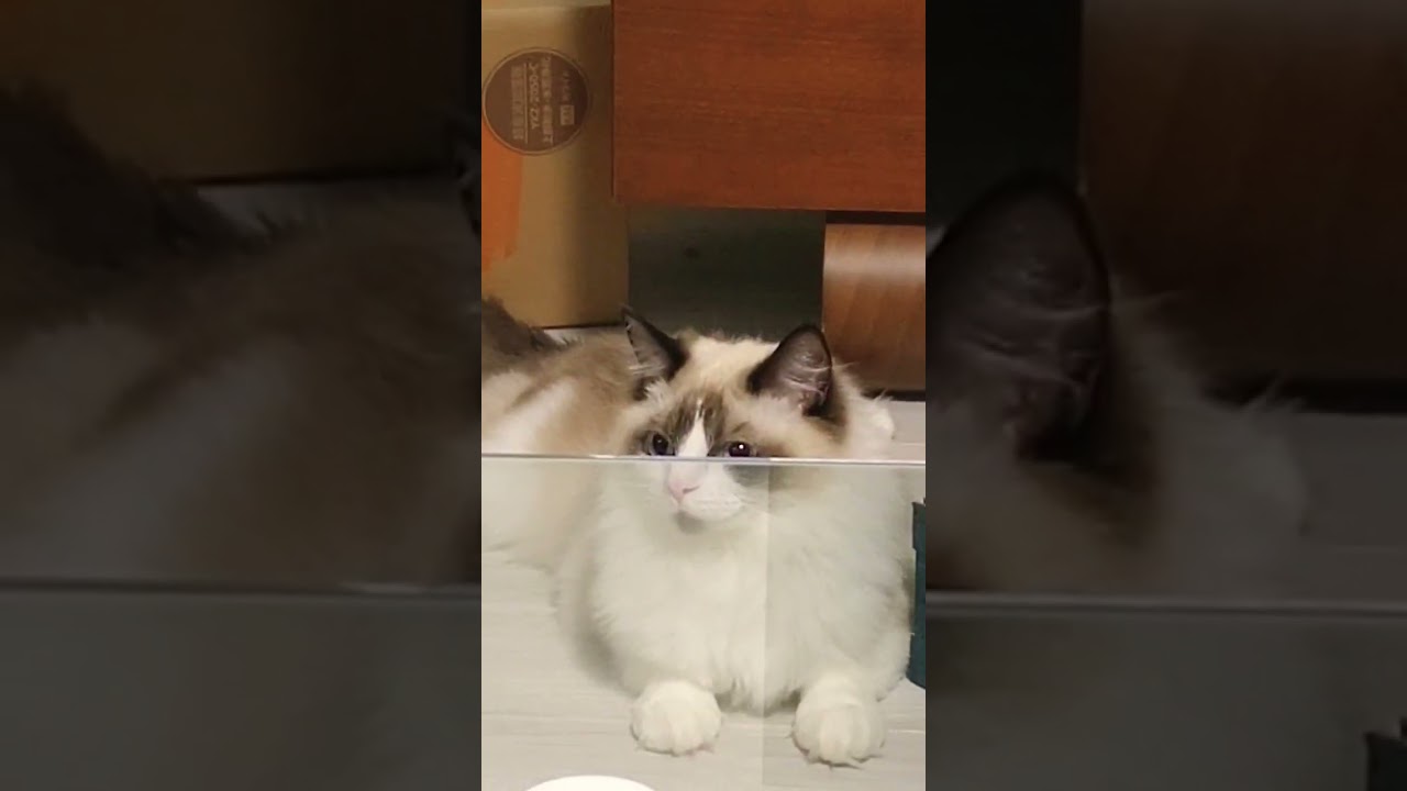 瞬間ブタゴリラトランスフォーム #猫 #ラグドール
