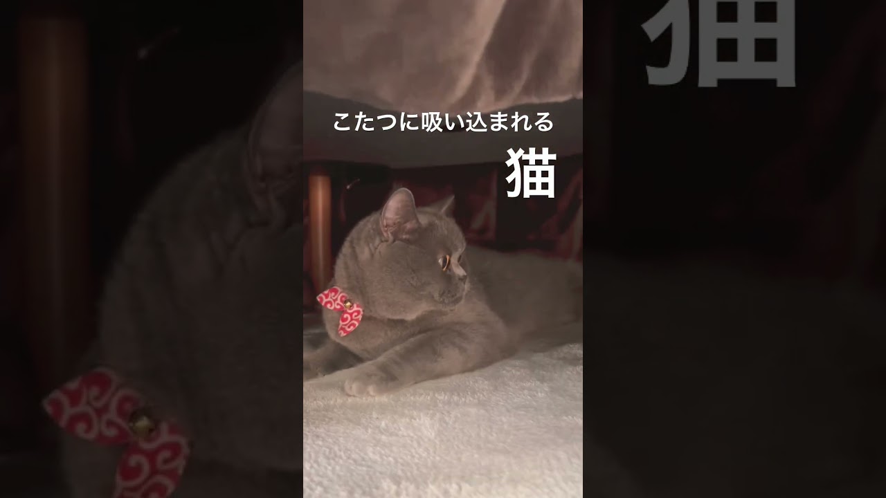 不思議な力でこたつに吸い込まれる猫が可愛い😍#shorts #ブリティッシュショートヘア #ブリショー #こたつ
