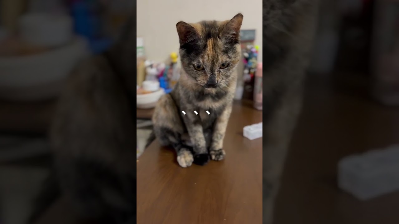 ご飯食べてるといつもこうなる😂#shorts #かわいい #子猫