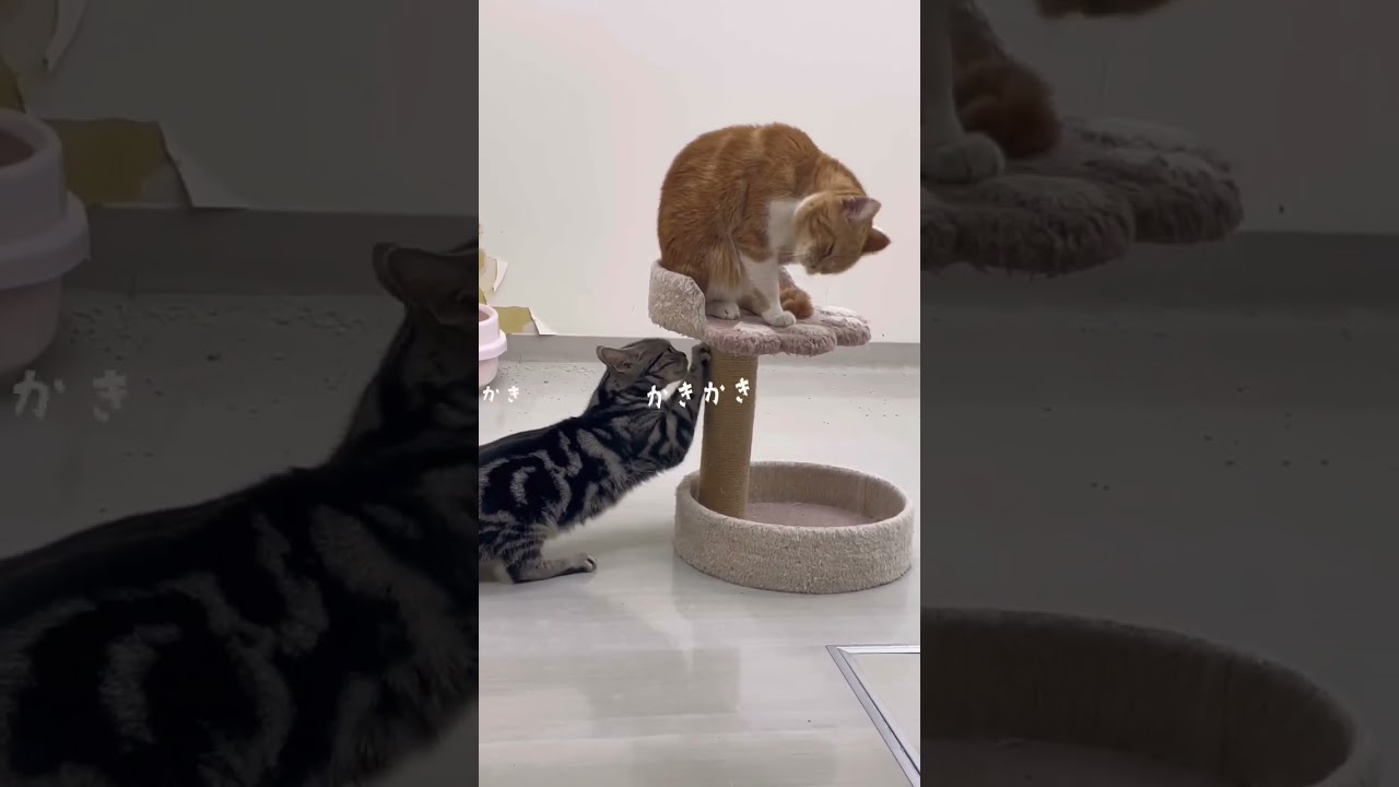 気にしない！#アメリカンショートヘア #スコティッシュフォールド #爪とぎ #猫 #猫好きさんと繋がりたい #猫動画 #猫癒し動画 #タレント猫 #ペットモデル大募集