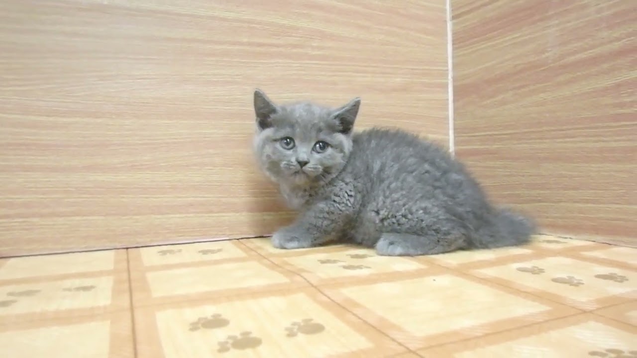 Coo&RIKU　No00621909 ブリティッシュショートヘアー