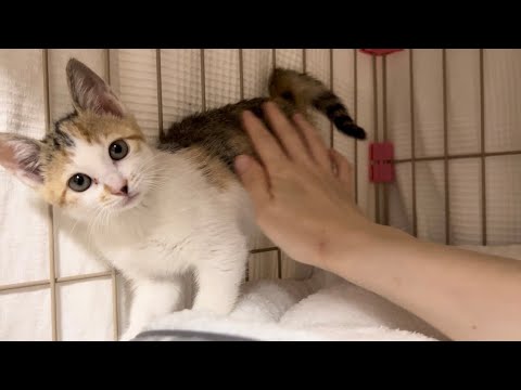 威嚇していた子猫が心を開く瞬間＆新入り子猫がやってきた【梅雨物語#5】The moment kittens open their hearts.