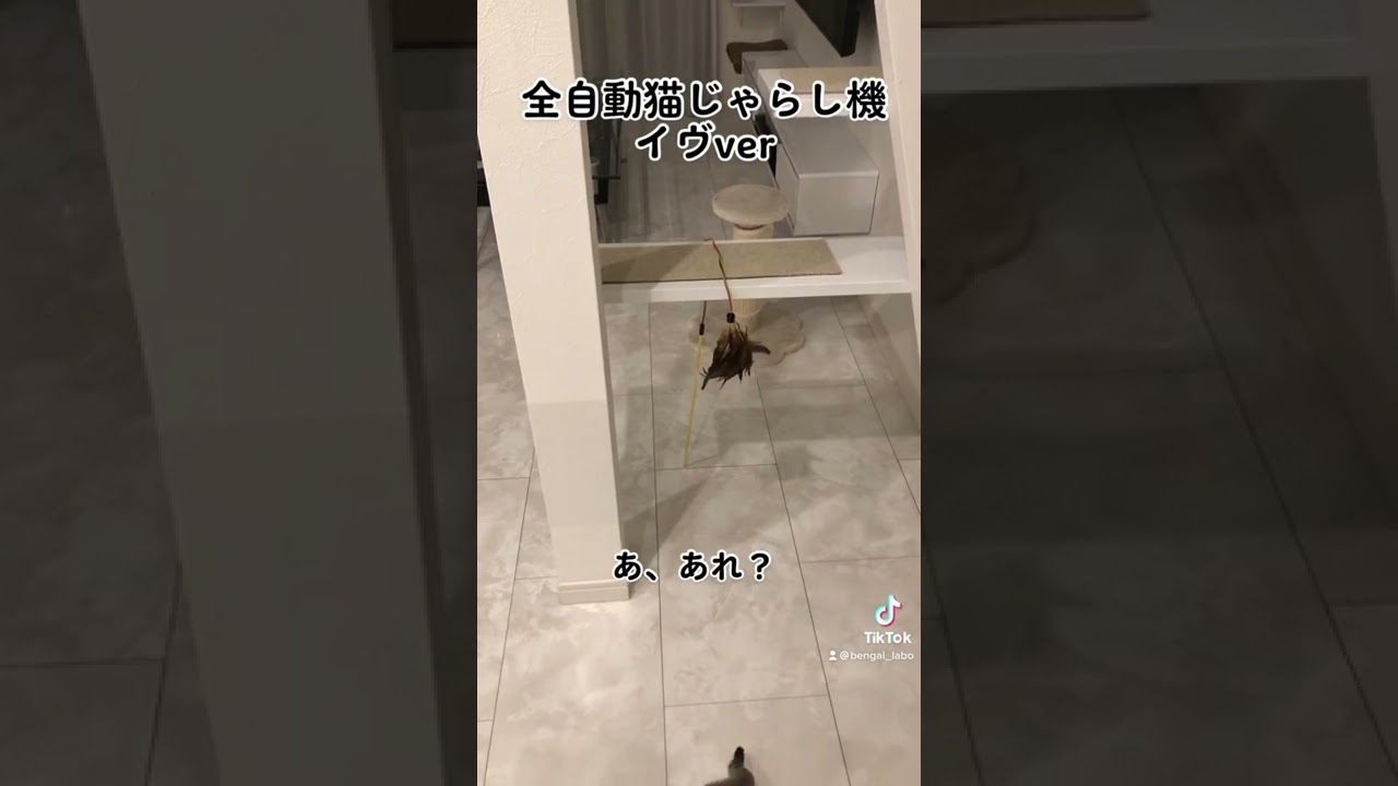 全自動猫じゃらし機イヴver #shorts #ベンガル猫 #シルバーベンガル #猫じゃらし #大理石風