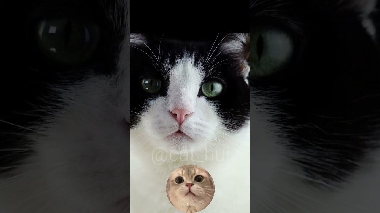 CUTE CAT TURKISH ANGGORA #shorts