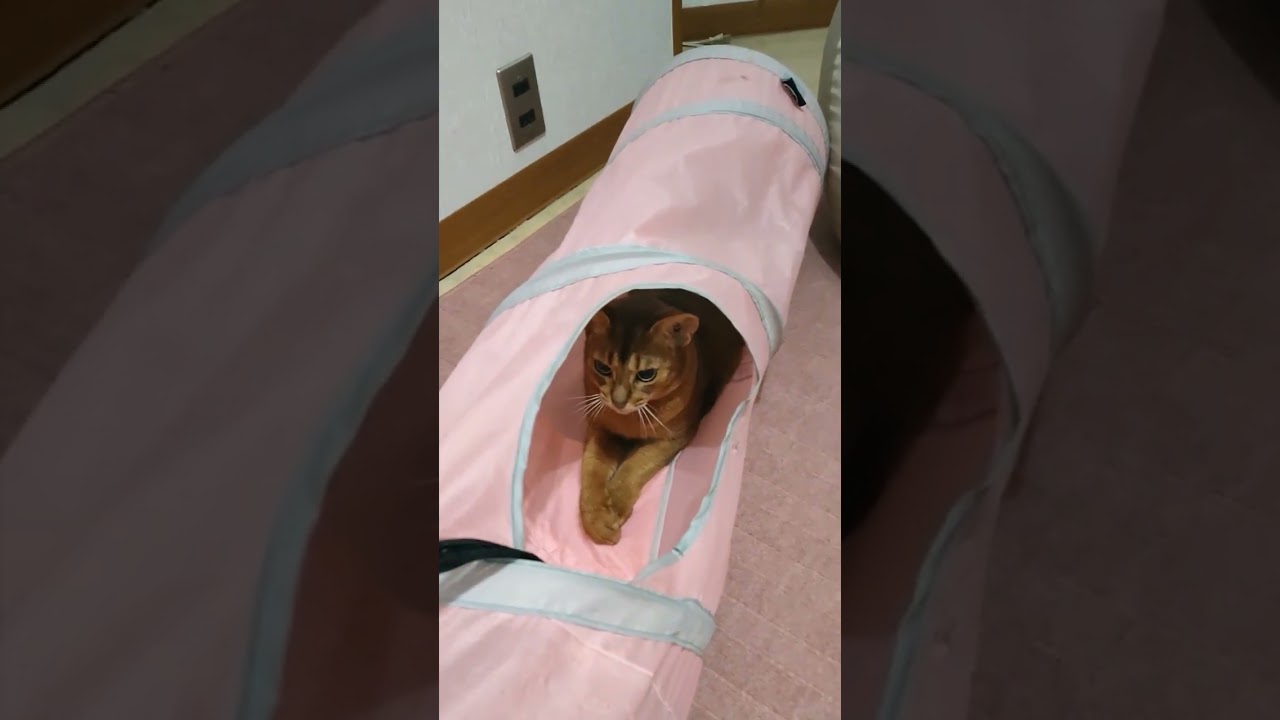 ネコ動画あび#675　#shorts　あびの毎日　アビシニアン　あびブログ