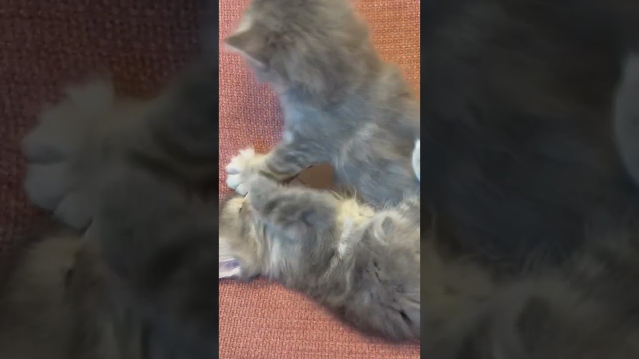 生後1カ月のラガマフィンのじゃれあい　#ラガマフィン #猫のいる暮らし #猫赤ちゃん