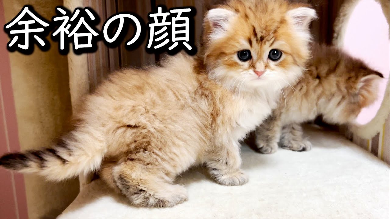 【ペルシャの子猫】ゴリちゃん達はたくましく育っていた件 ∼猫のいる生活Vol.646∼ 出産動画 マンチカン短足・ミヌエット・ペルシャ猫専門ブリーダー『ペット蔵人』【子猫の成長記録】