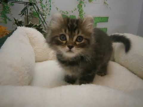 623066 アメリカンカール