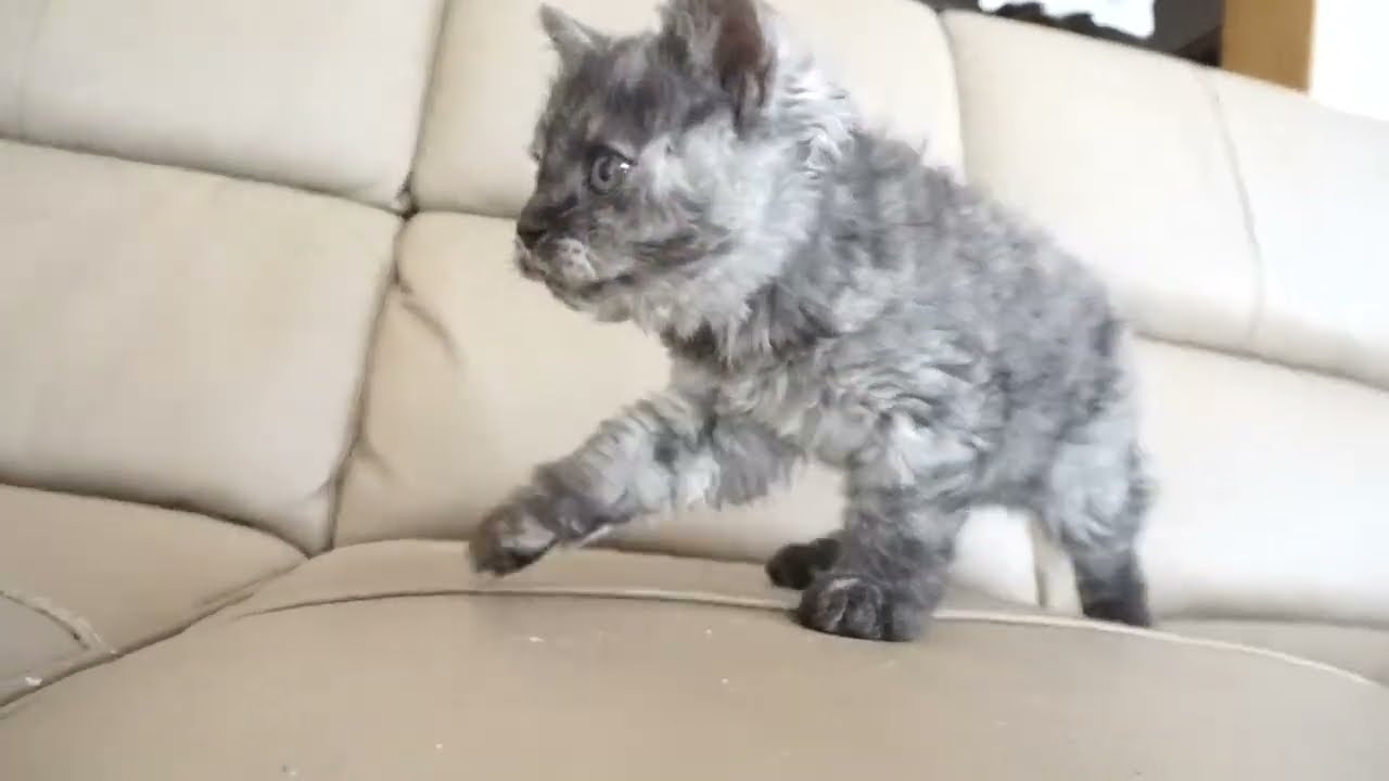 セルカークレックス子猫　2023.1.5産まれ 　ブラックスモークタビー　女の子　シーダキャット猫のお店　Selkirk Rex