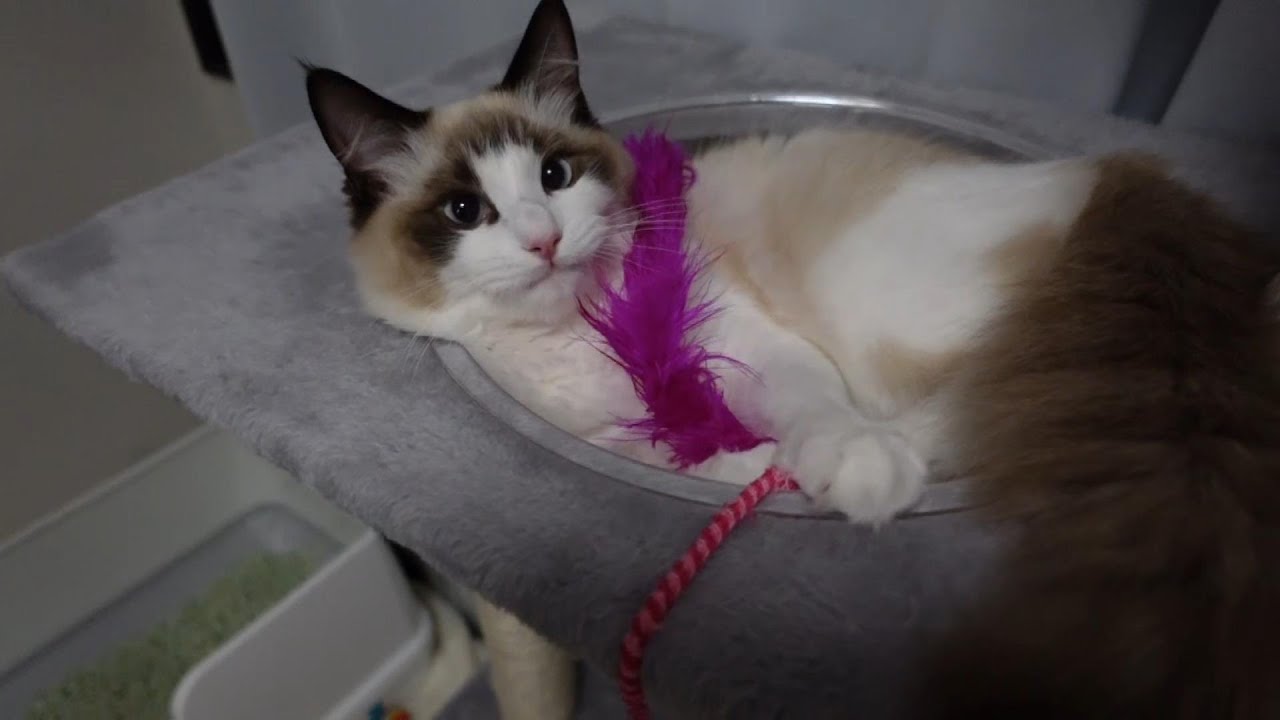 【ラグドール】抜糸を終えてほっと一息ついている猫