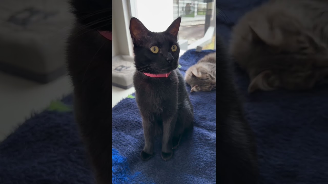 Você é o humano reserva?