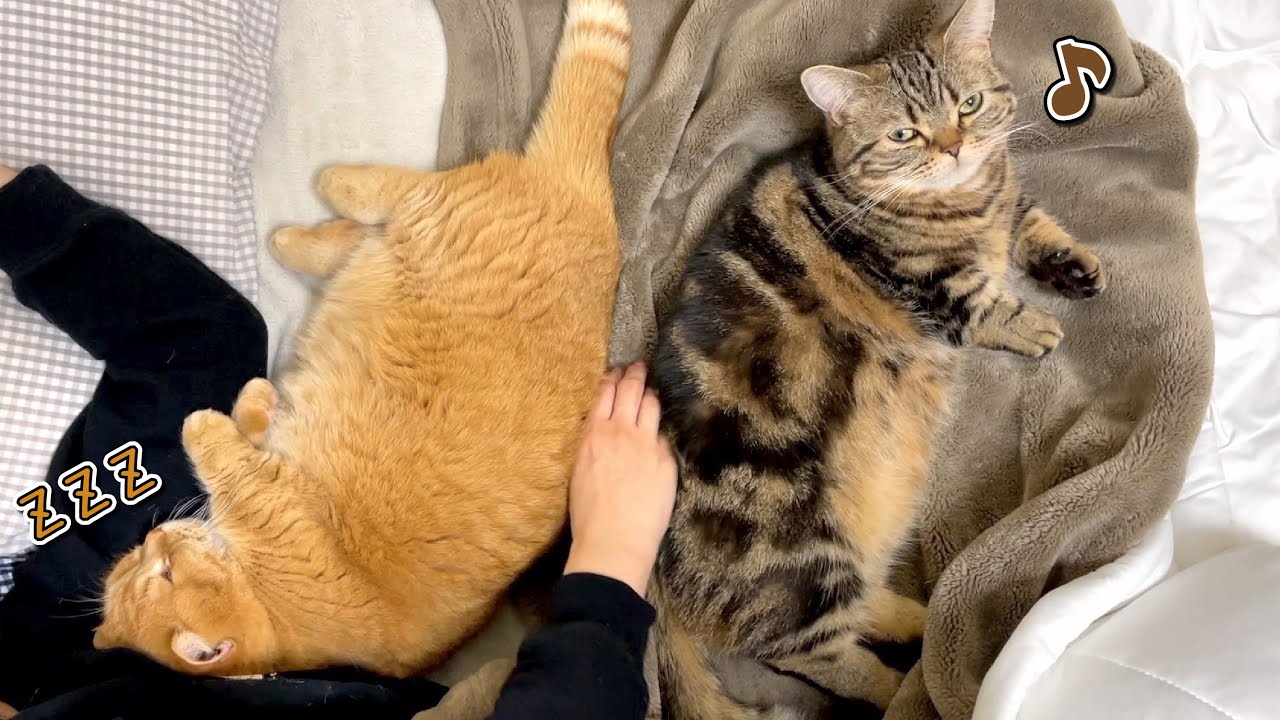 ママが寝るとベッドに集まってくる猫たちが可愛すぎる…！