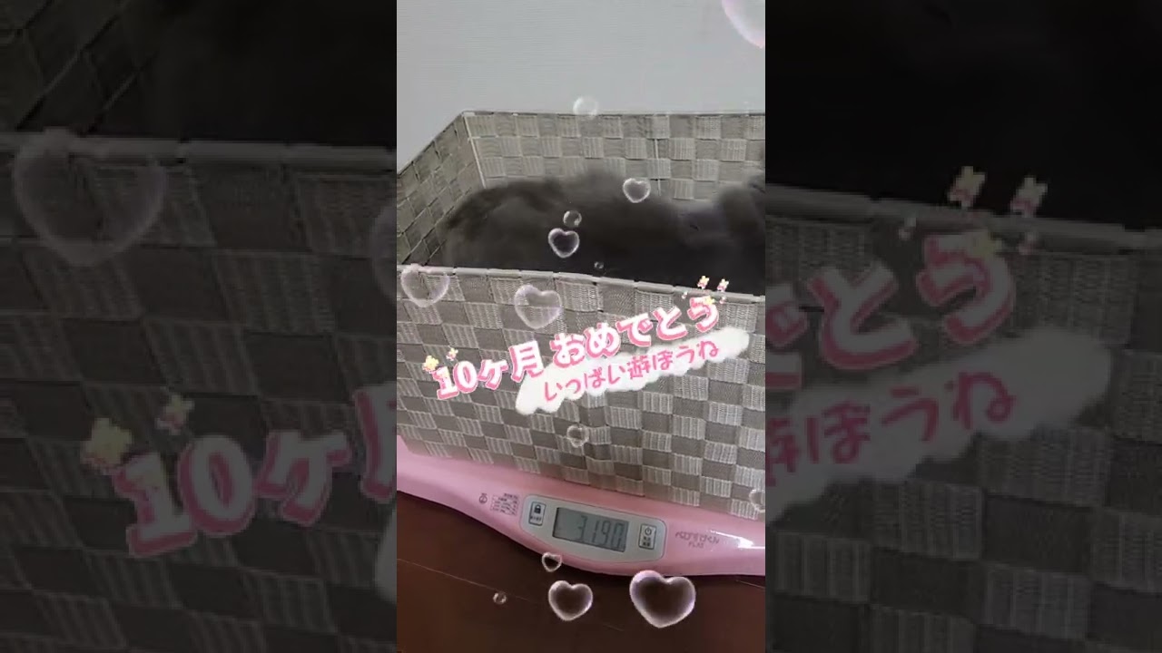 10ヶ月のサイベリアン、体重測定【サイベリアン・キキのKIKICHANNEL】#shorts #サイベリアン