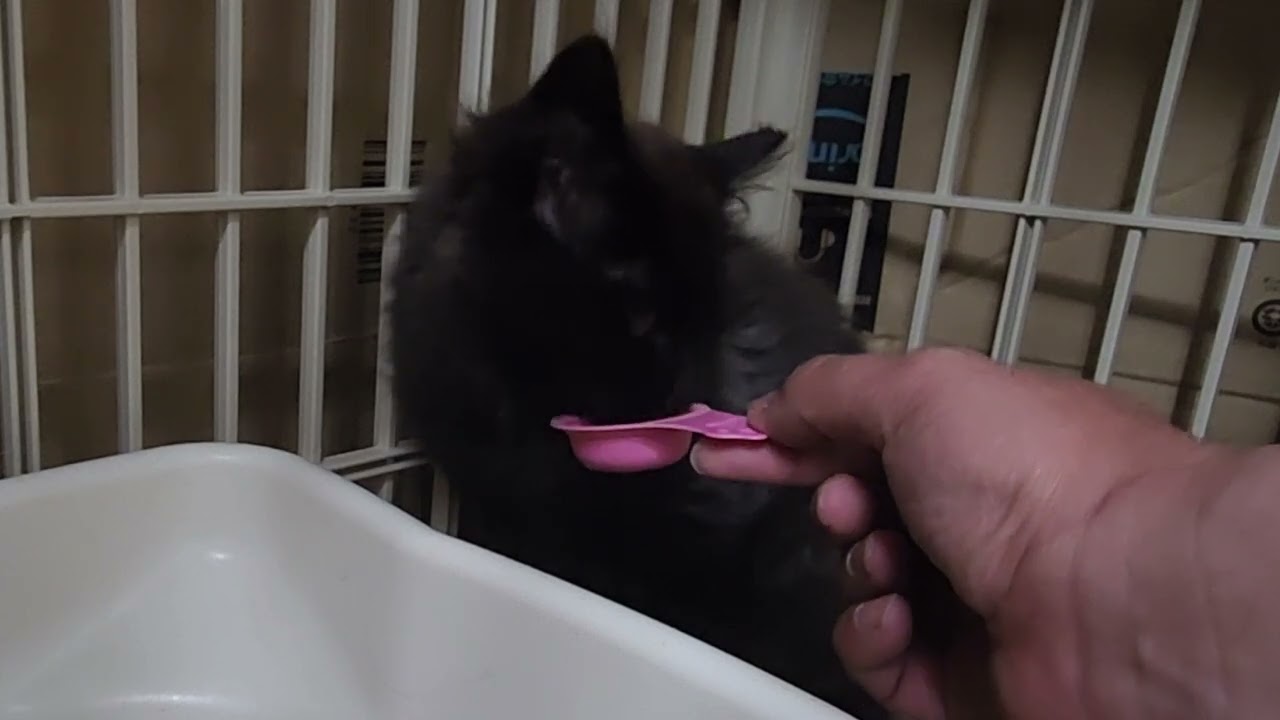 ついにチュールという食べ物を知ってしまった保護子猫がこちら。