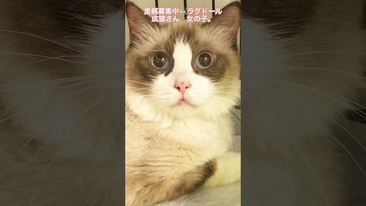 ラグドール里親募集中🐈成猫さん🐱アゴはネコにてお世話中〜逢いに来てニャ