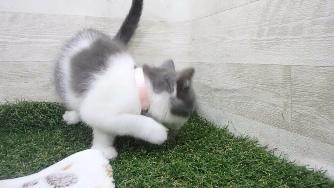 Coo&RIKU　No00622885 ブリティッシュショートヘアー